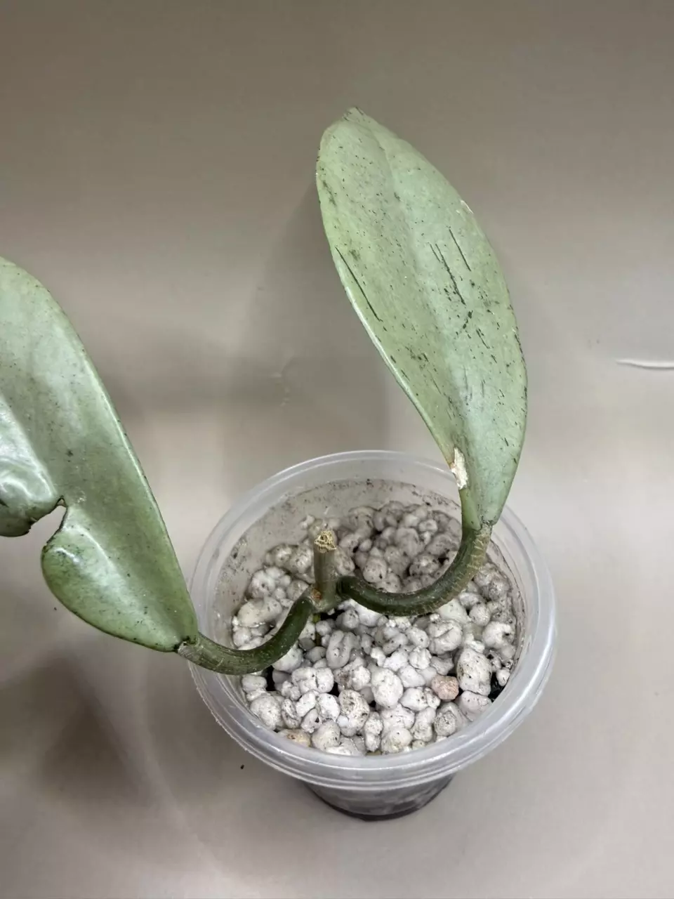 Hoya Wilbur Graves Silver thumbnail