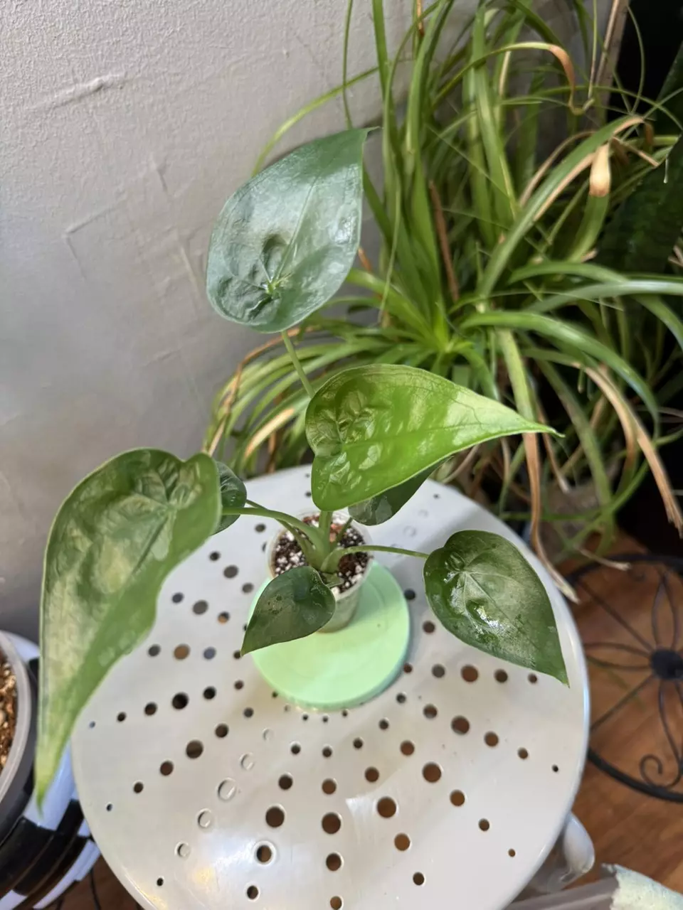 Alocasia Cucullata 3in pot B thumbnail