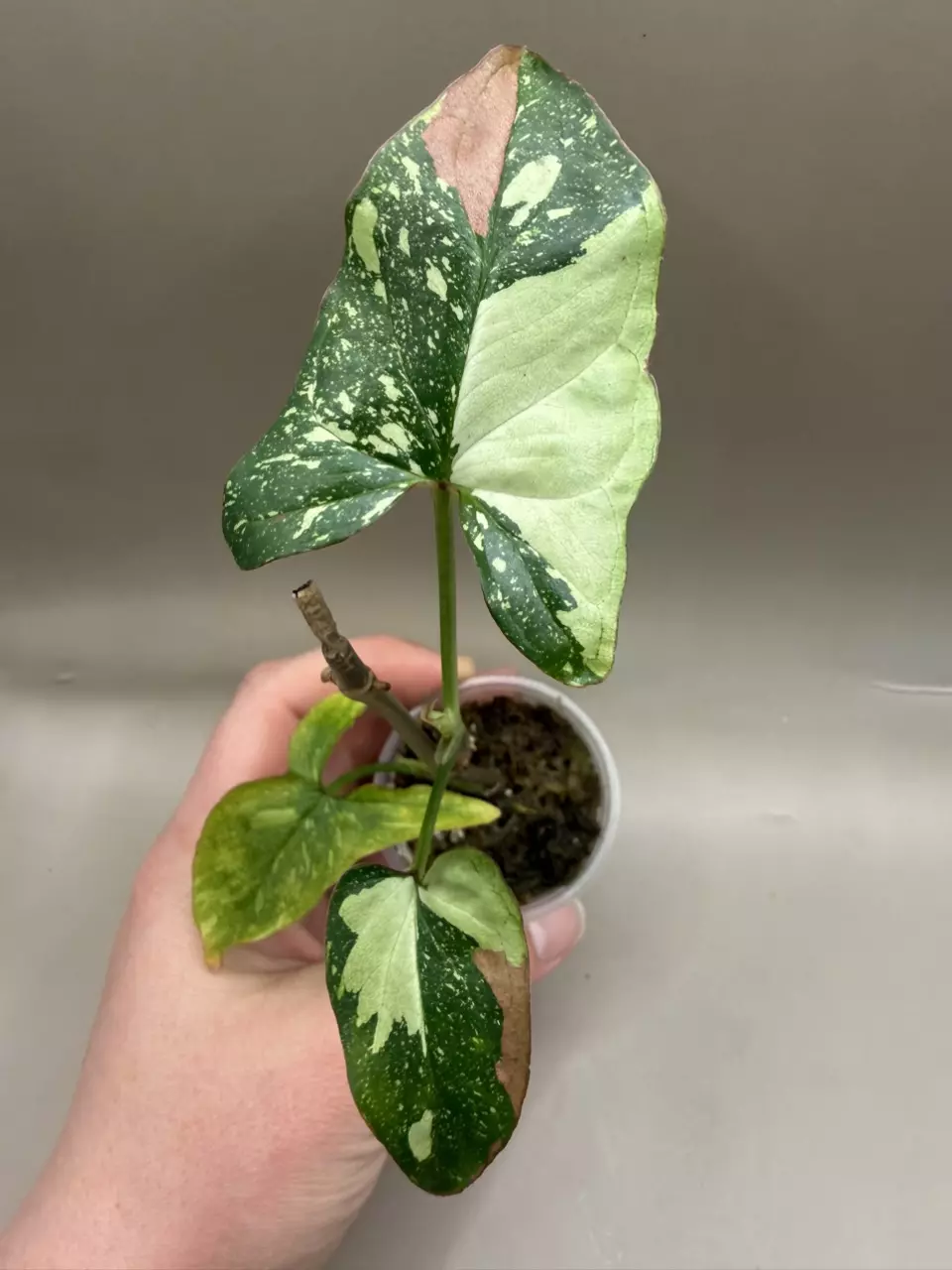 Syngonium Red Spot Tricolor thumbnail