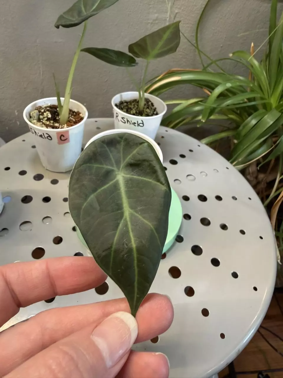 Alocasia Regal Shield 2in pot E thumbnail