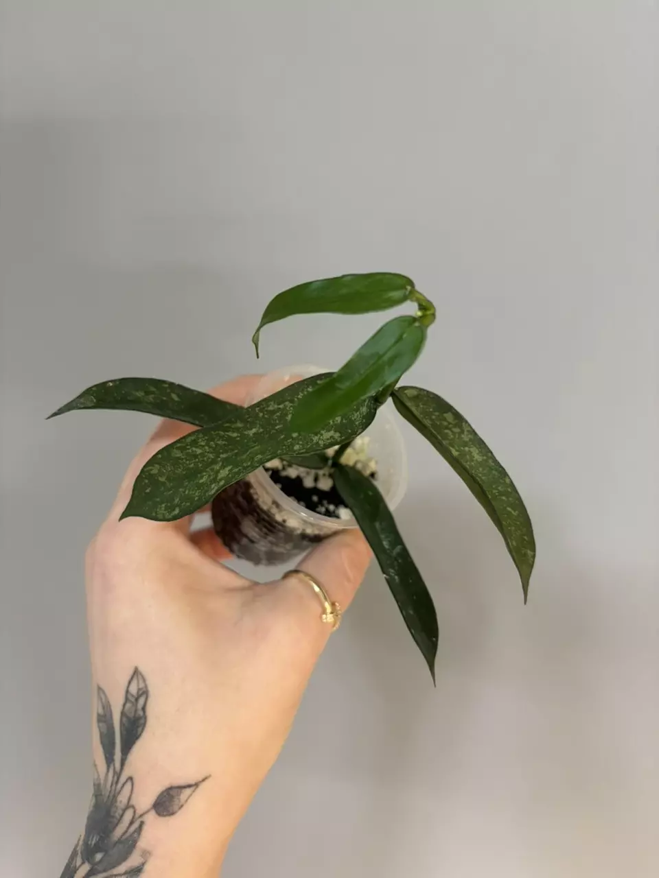 Hoya Pandurata Splash thumbnail