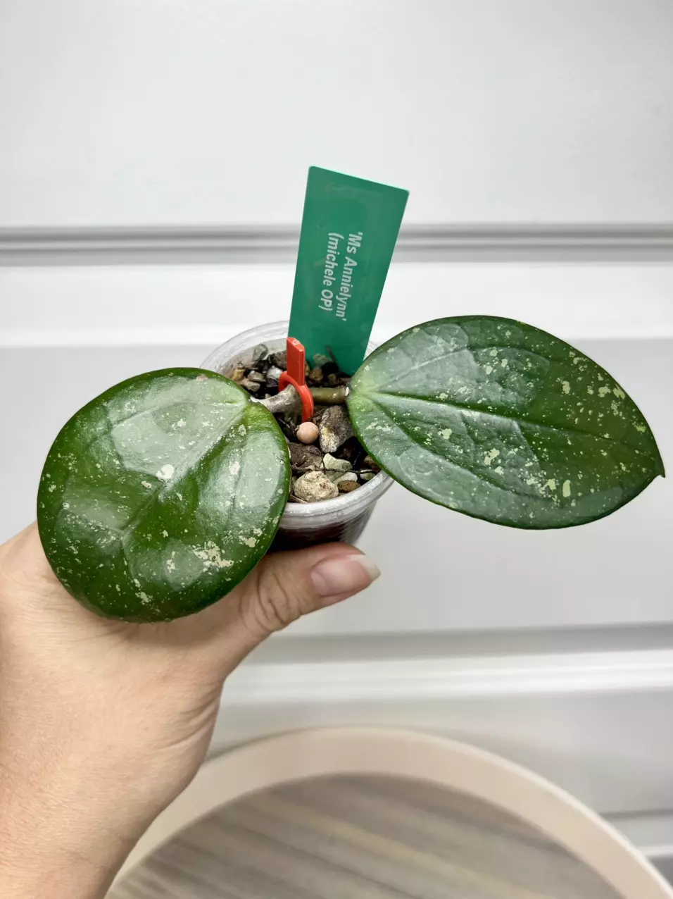 Ms Annielynn (michele OP) thumbnail