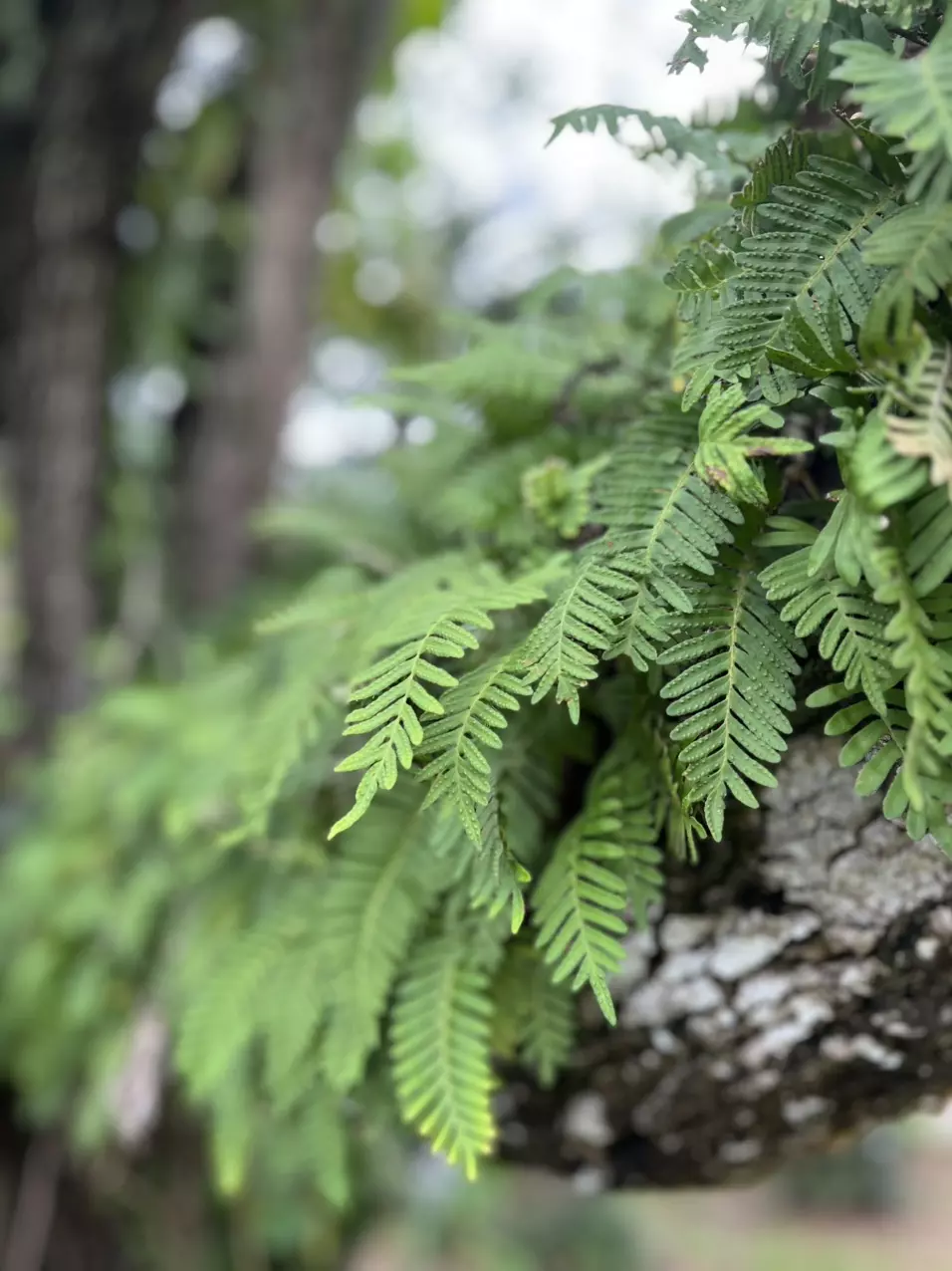 HOLD MY PLANTS!! 1-2 weeks thumbnail