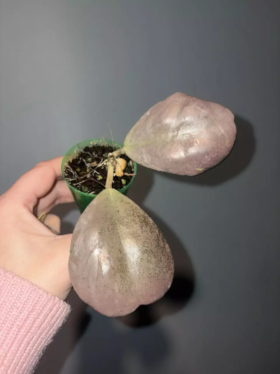 Chiang Dao Silver Hoya thumbnail