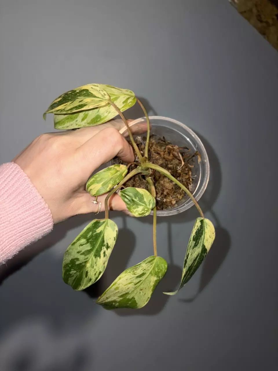 Philodendron Emerald King thumbnail