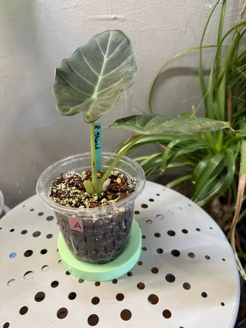 Alocasia Regal Shield 3in pot A thumbnail