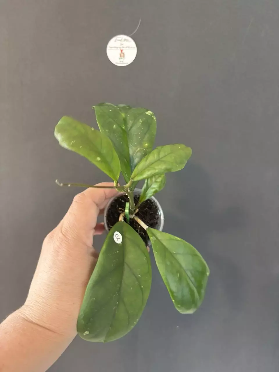 Hoya Viola thumbnail