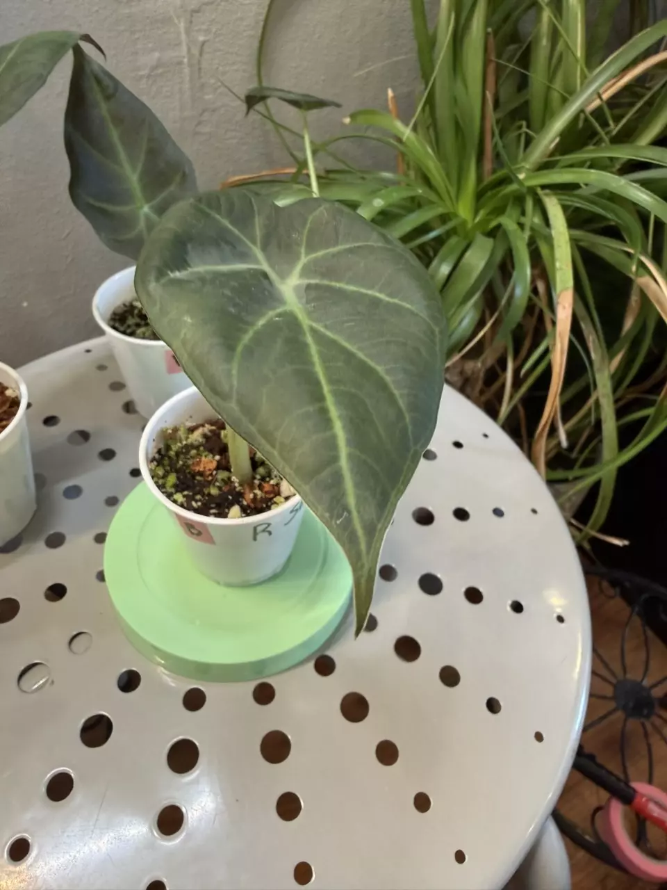 Alocasia Regal Shield 2in pot B thumbnail