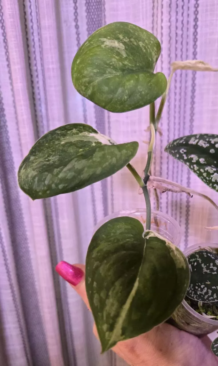 Scindapsus Mangurai thumbnail