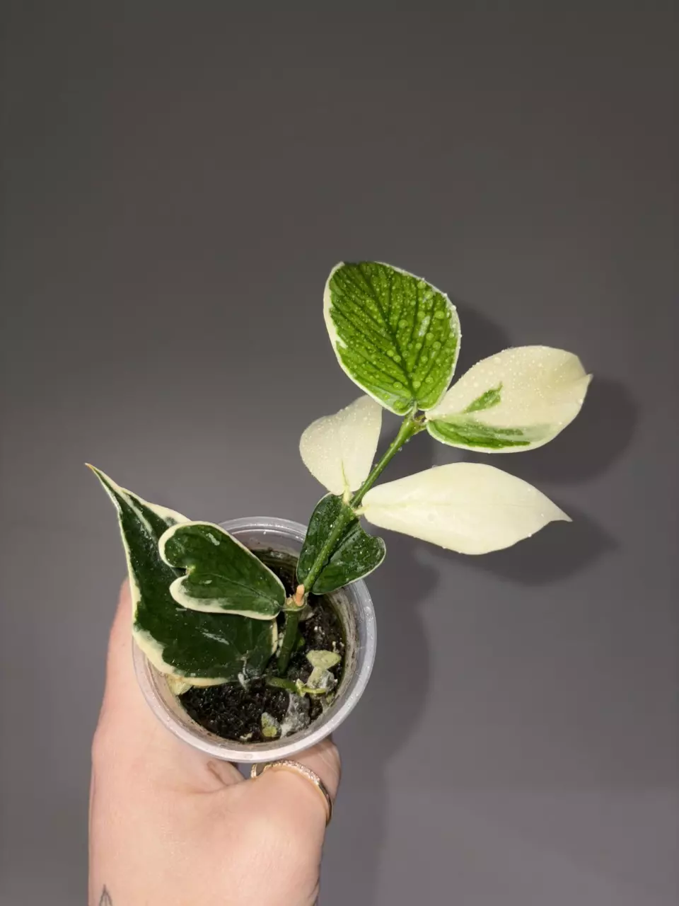 Hoya Polyneura Jasminika thumbnail