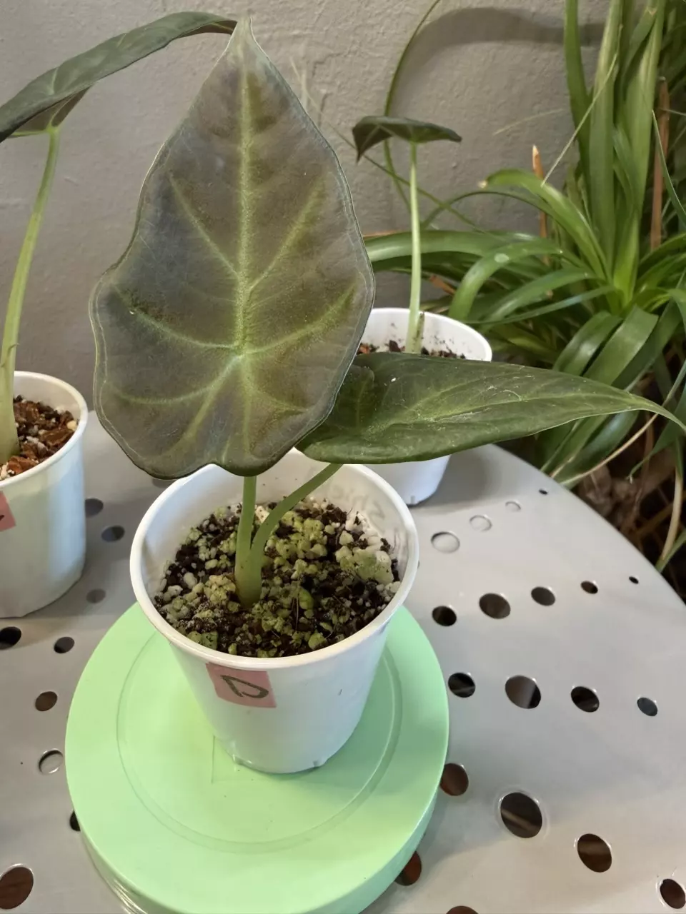 Alocasia Regal Shield 2in pot D thumbnail