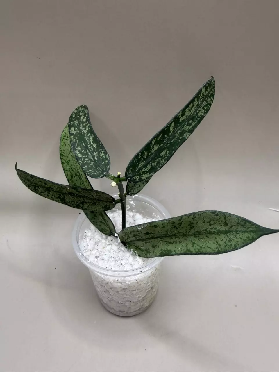 Hoya Pandurata Splash thumbnail