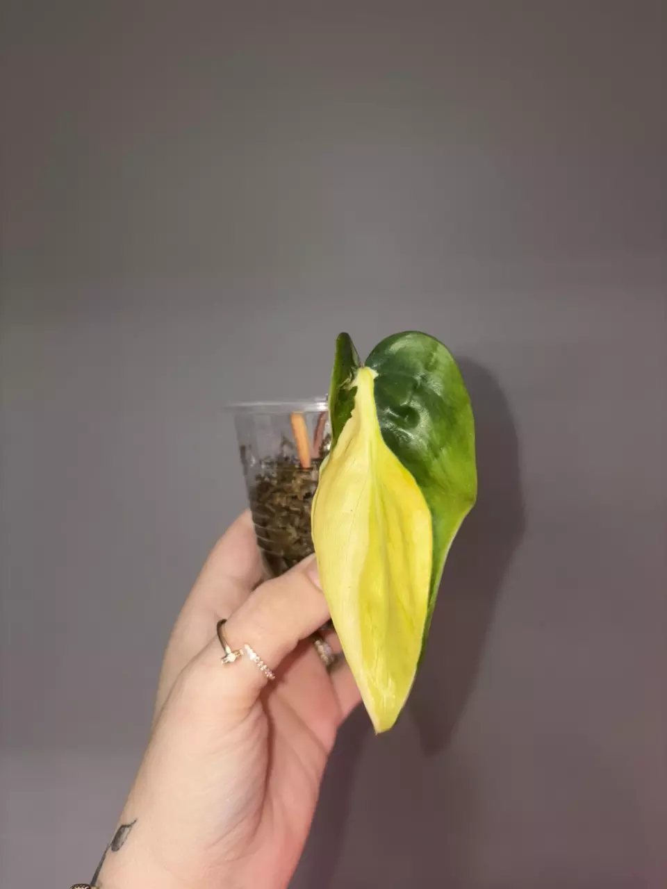 Philodendron Gabby thumbnail