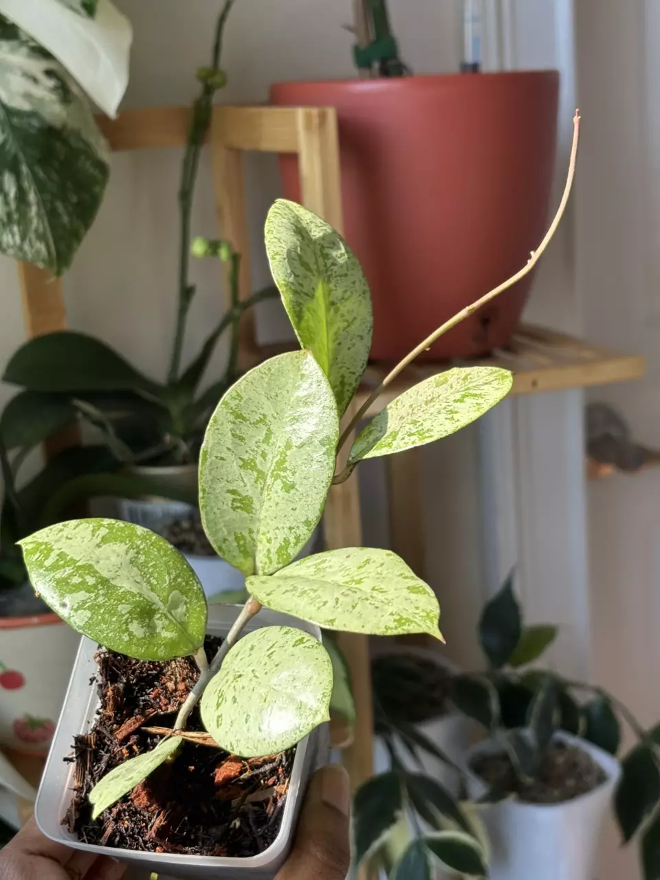 Hoya Meena Silver thumbnail