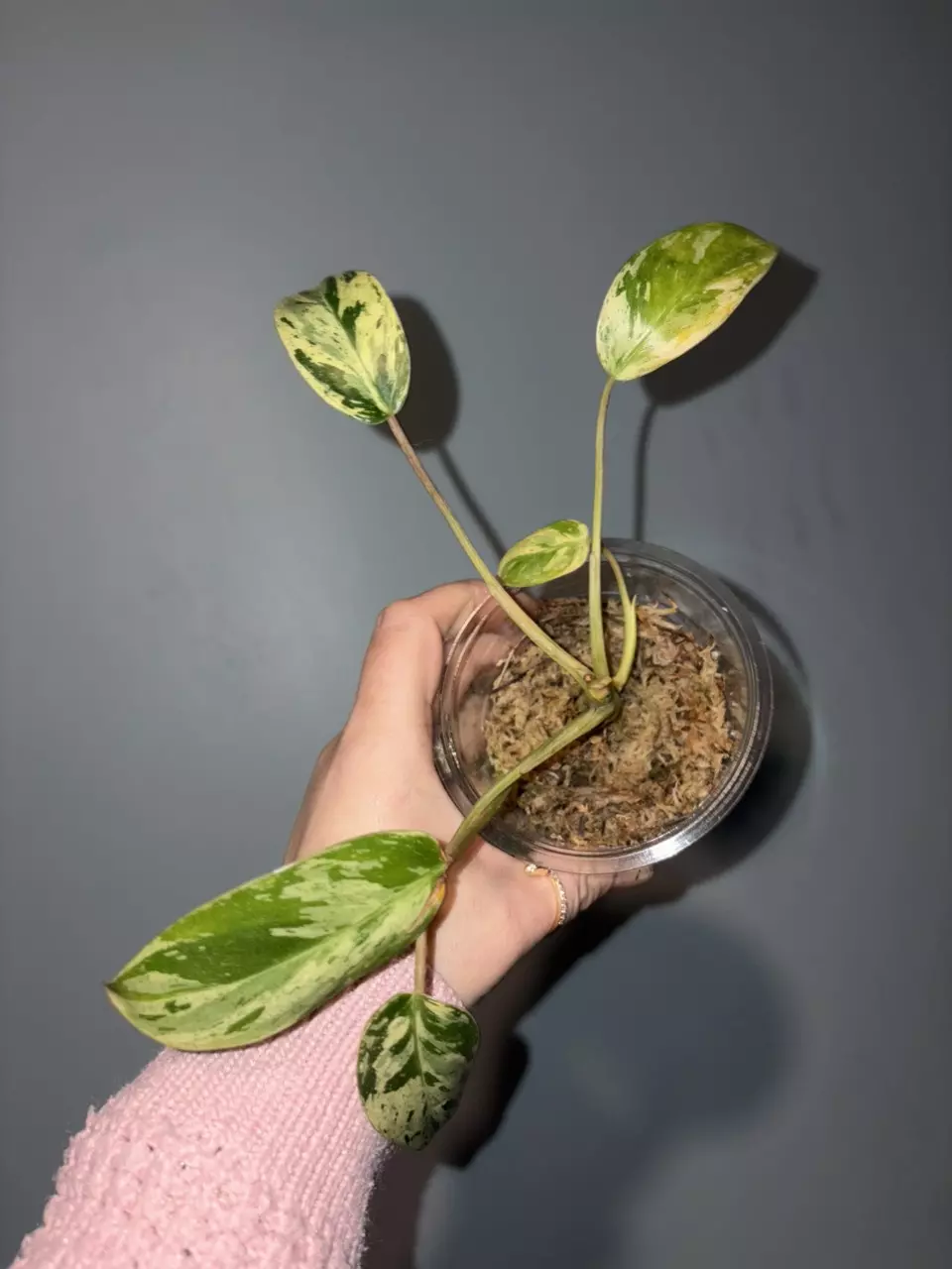 Philodendron Emerald King thumbnail