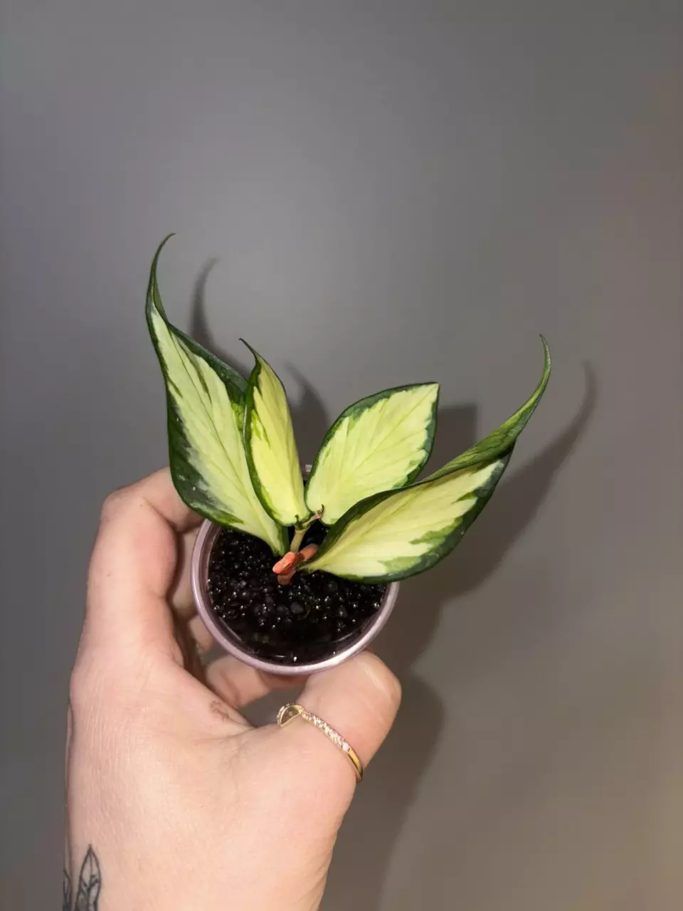 Hoya Polyneura Inner Variegated thumbnail