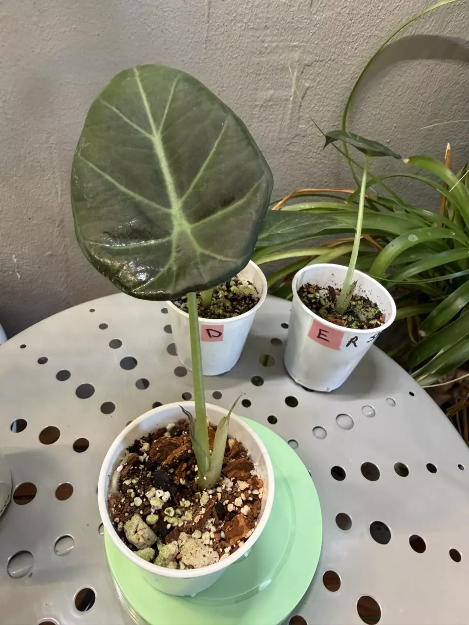 Alocasia Regal Shield 2in pot C thumbnail