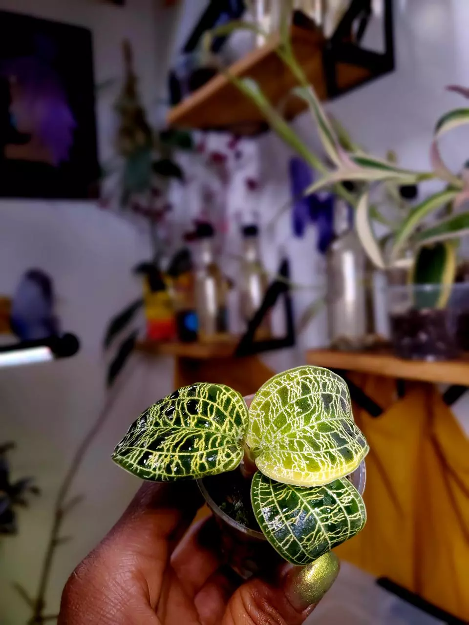 Macodes Petola aka Lightning Jewel Orchid 🌱💚⚡️ Rooted Starter Plant thumbnail