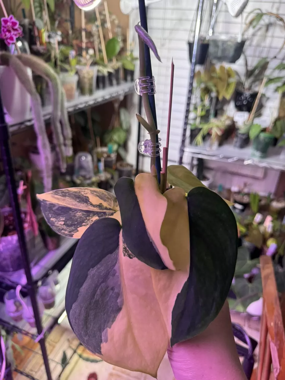 Scindapsus jade satin thumbnail