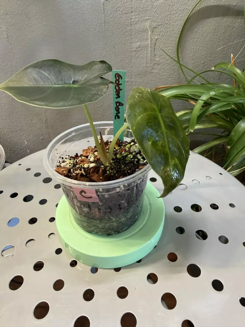 Alocasia Golden Bone 3in pot thumbnail