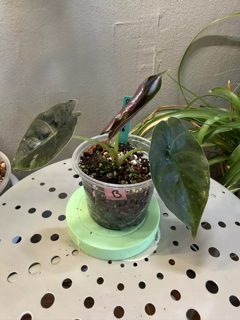 Alocasia Golden Bone 3in pot thumbnail