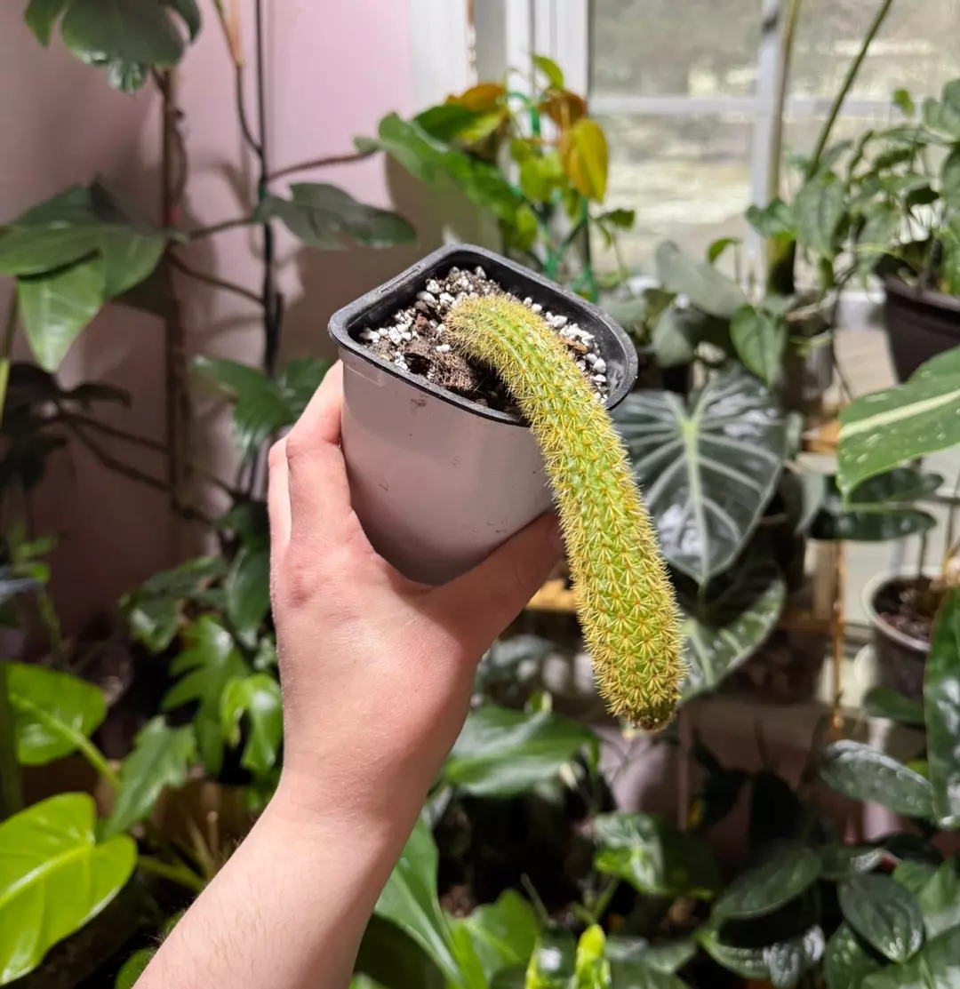 Monkey Tail Cactus thumbnail