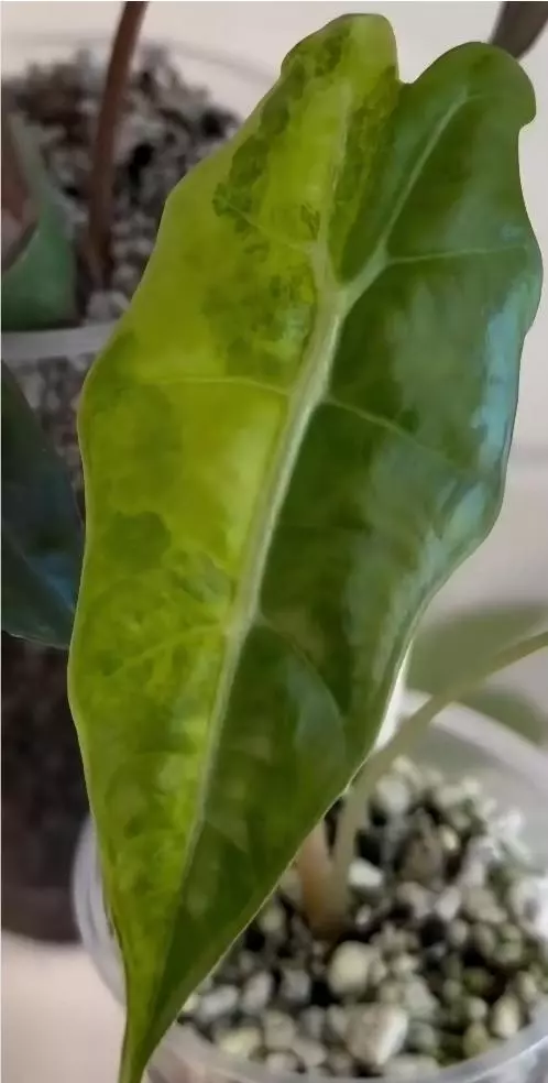 Psuedo Sandaria Aurea CORM thumbnail