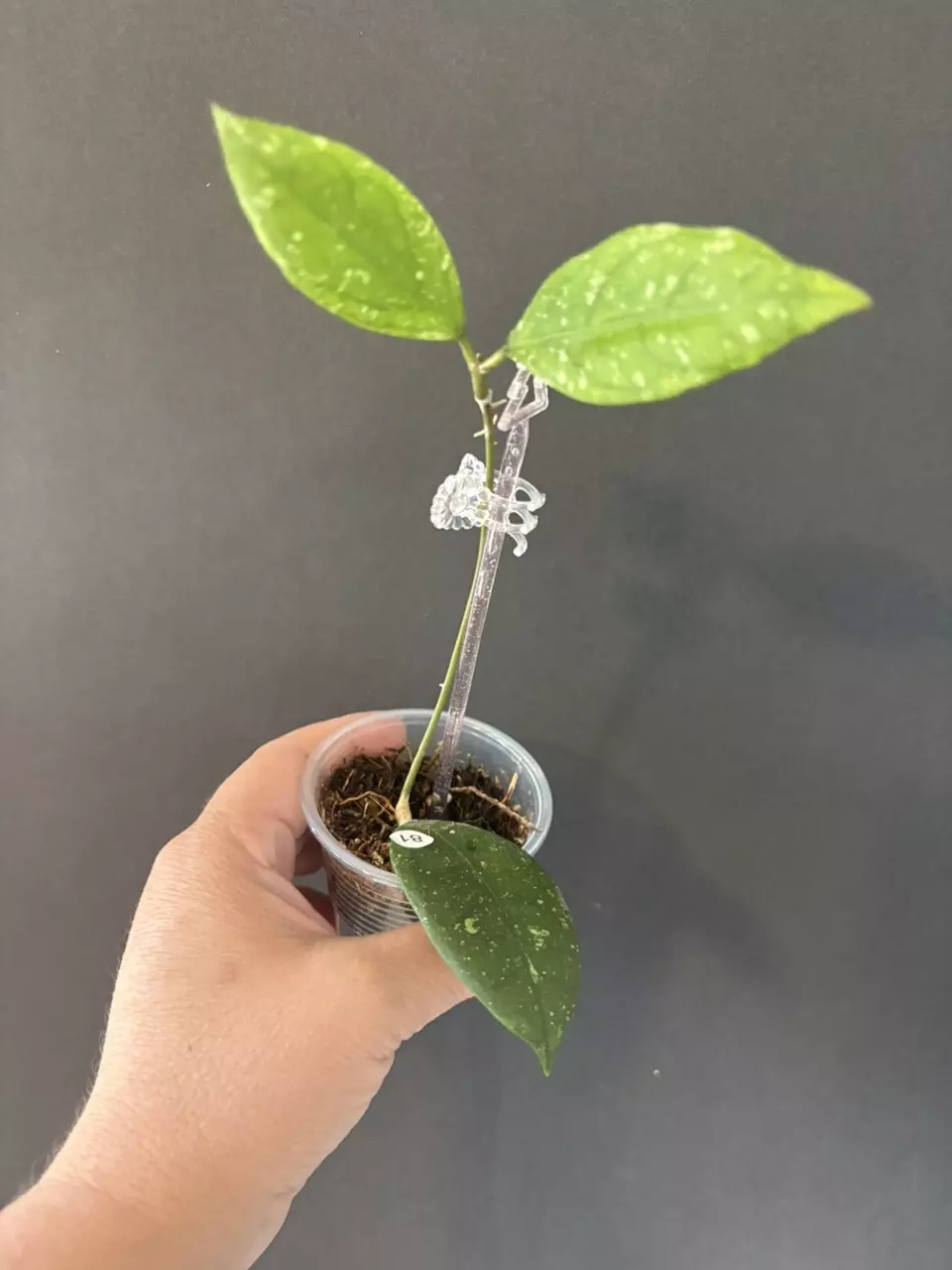 Michelle X seed thumbnail