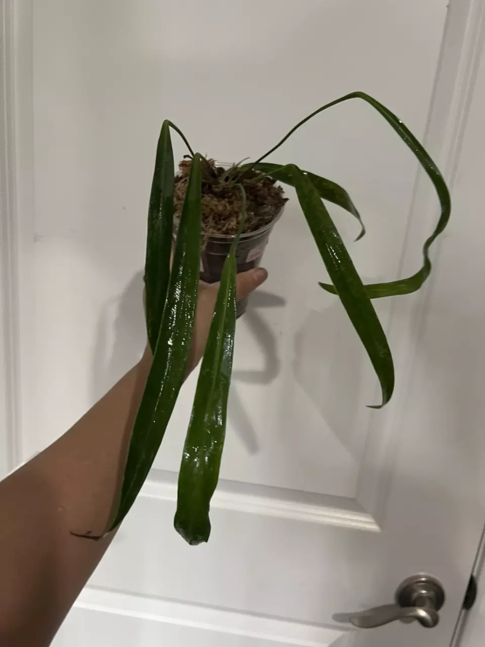 Anthurium Pendens thumbnail