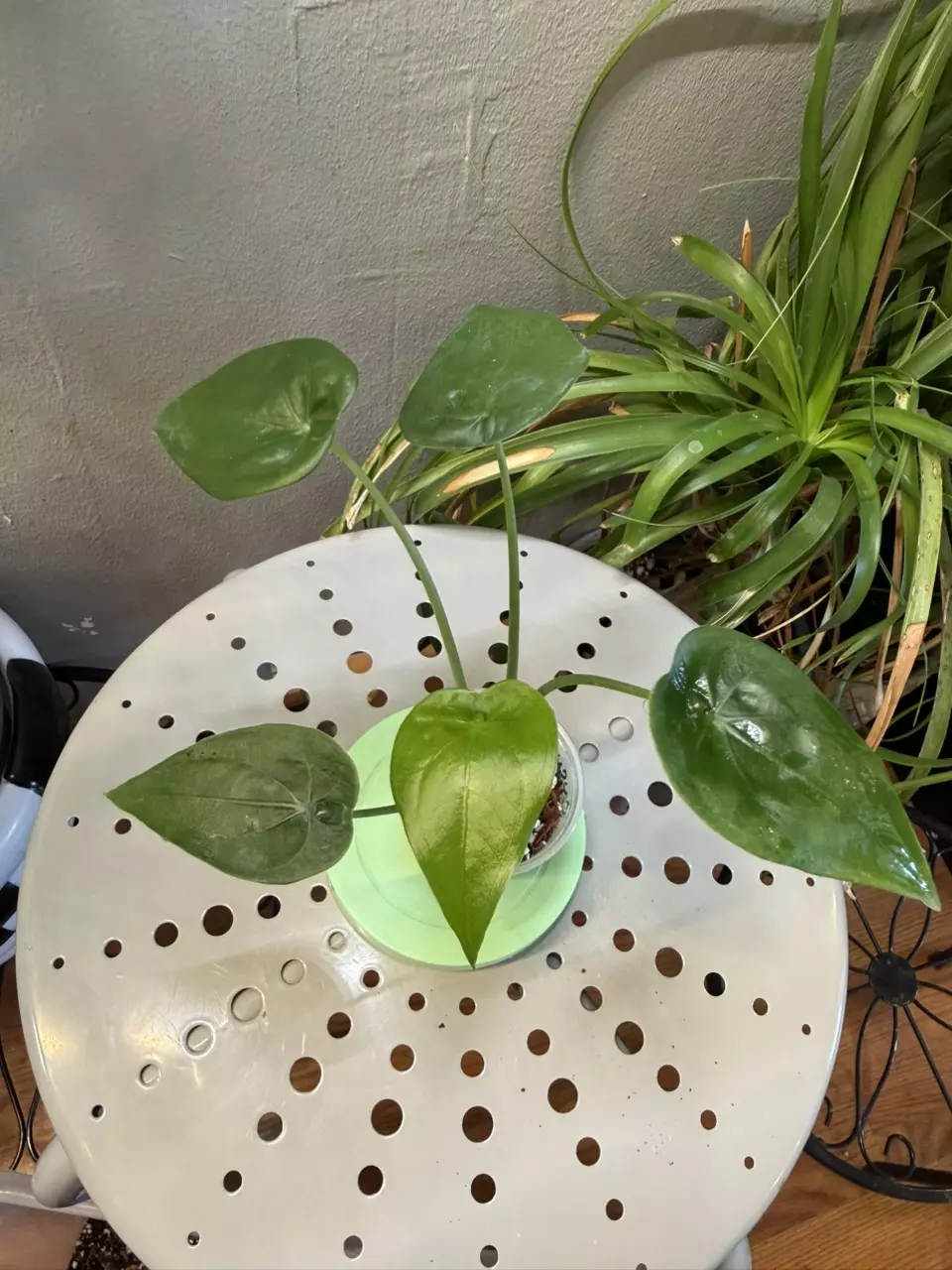 Alocasia Cucullata 3in pot thumbnail