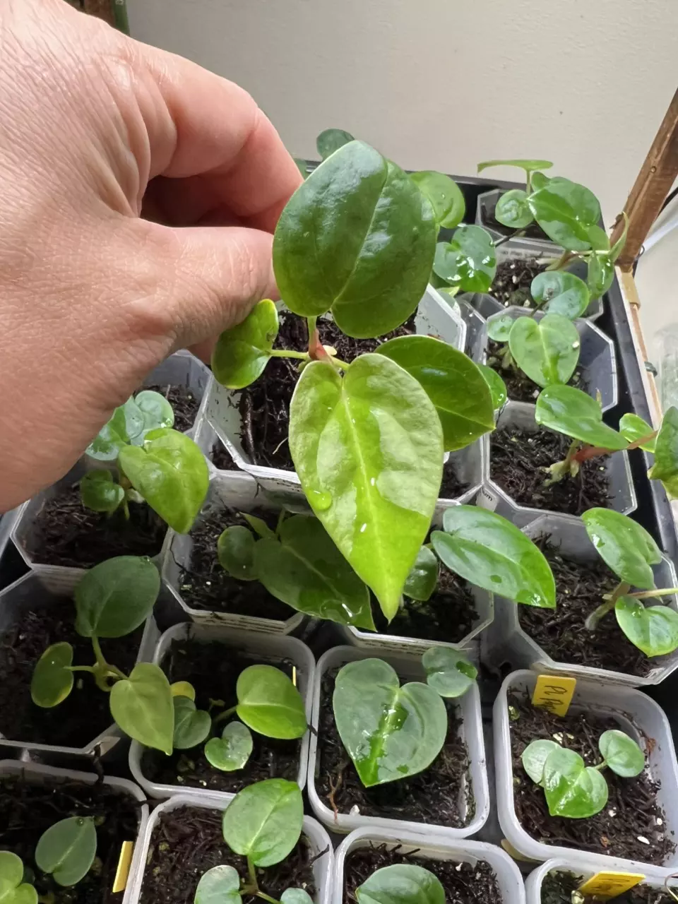 Indo Papillilaminum x Warocqueanum thumbnail