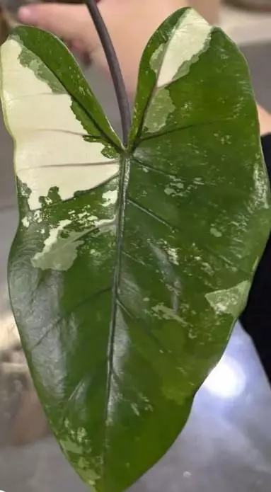 Black stem albo 1 leaf sprouted corm thumbnail