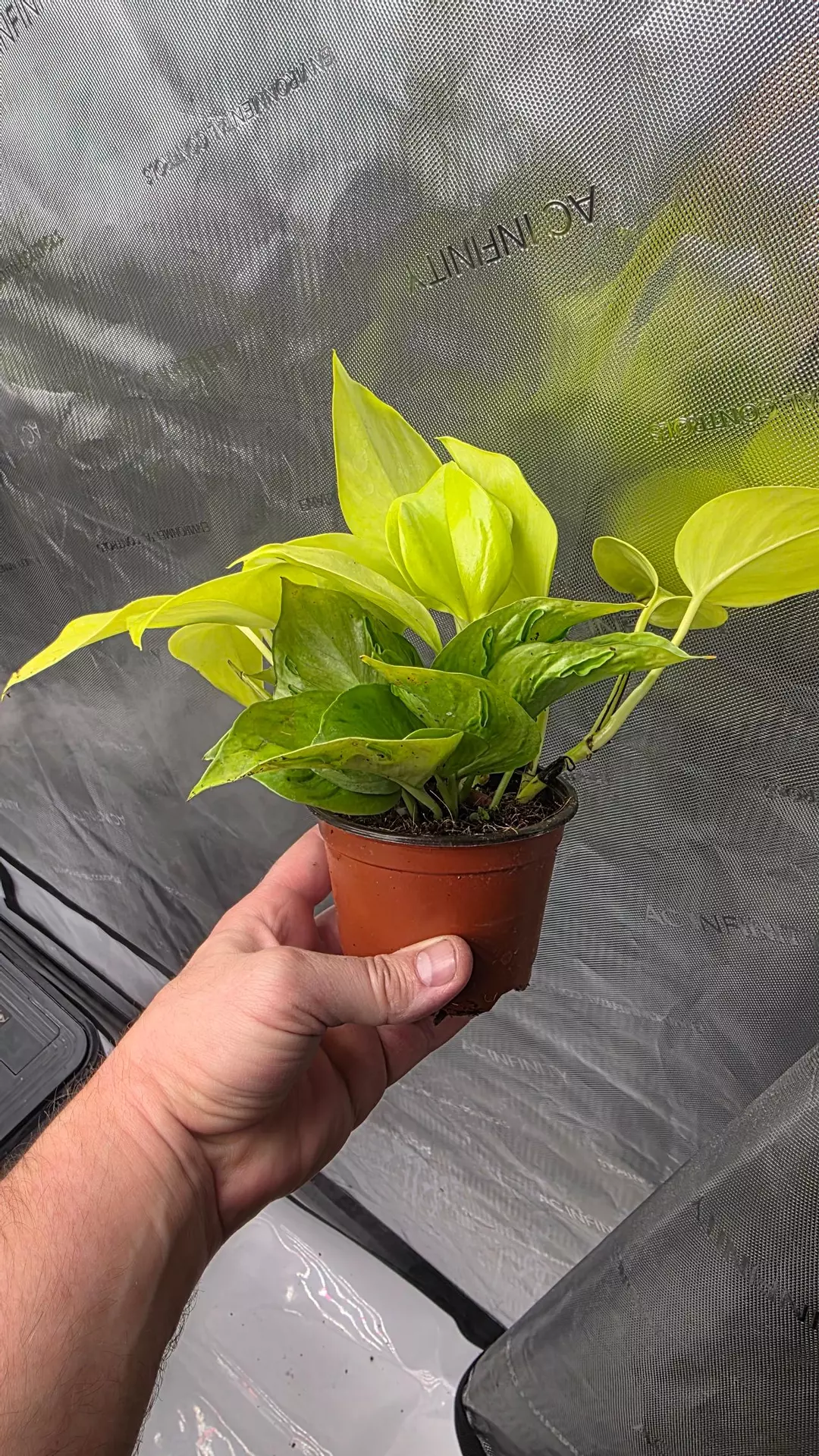 4" Epripremnum  Sao Paulo thumbnail