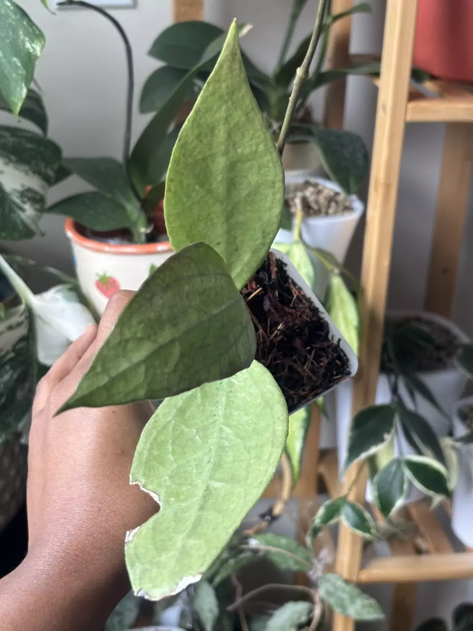 Hoya Germany Silver 5 nodes 3” pot thumbnail