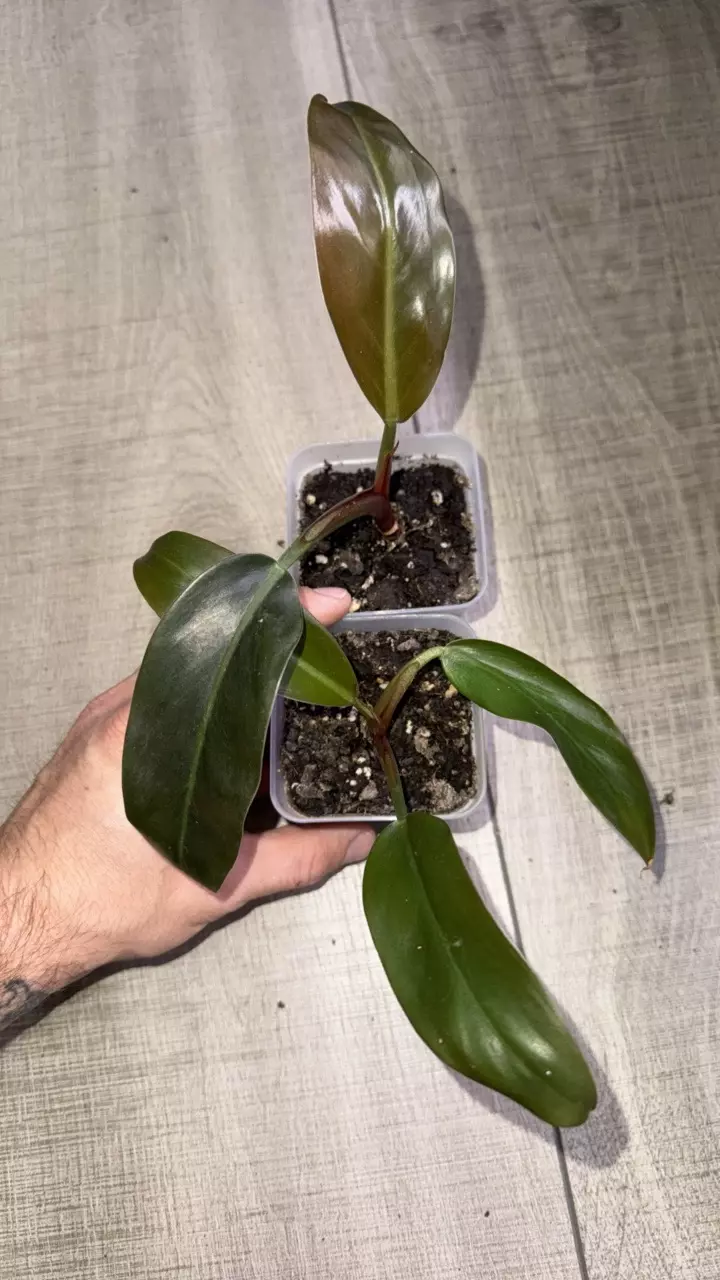 GC- Philodendron Imperial Red thumbnail