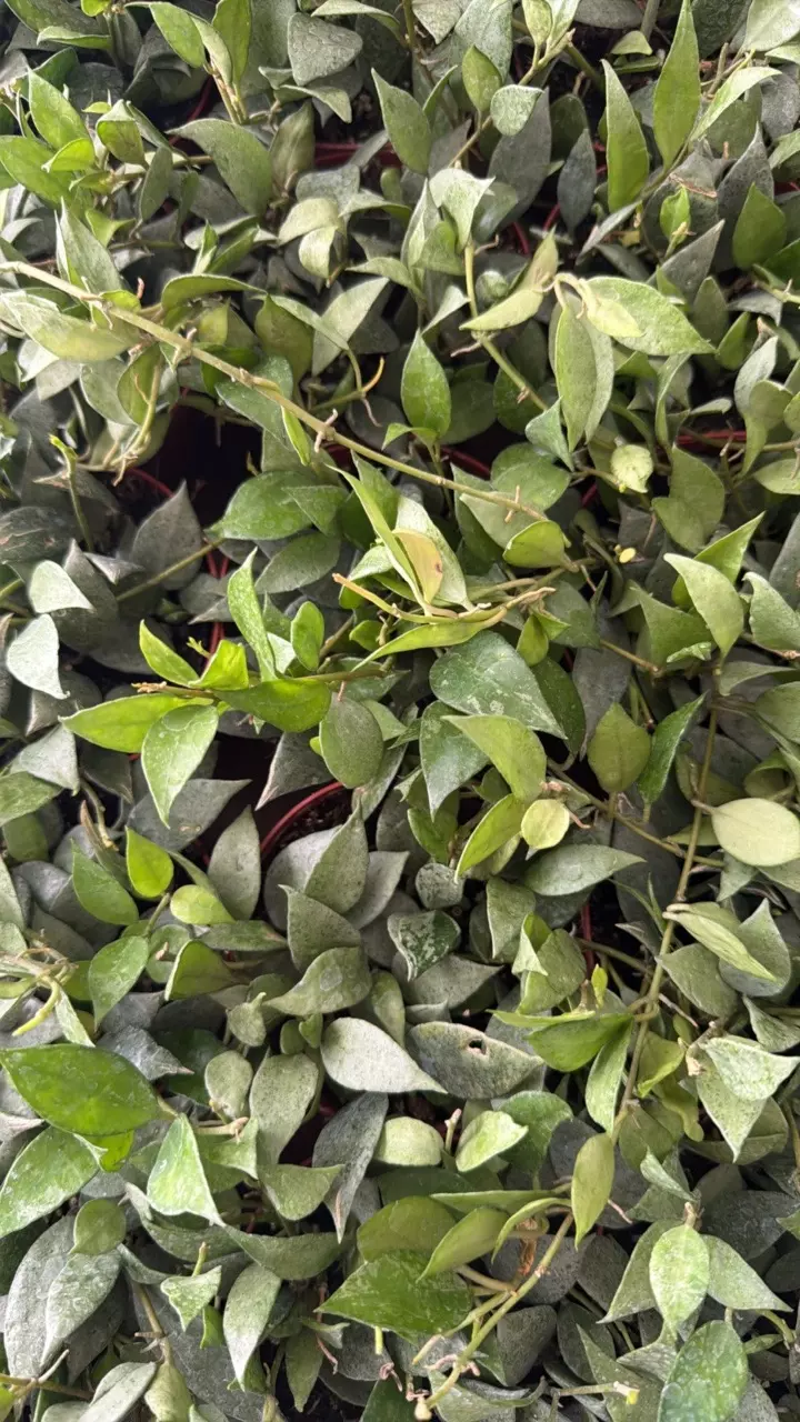 Hoya Lacunosa Mint 4” GC thumbnail