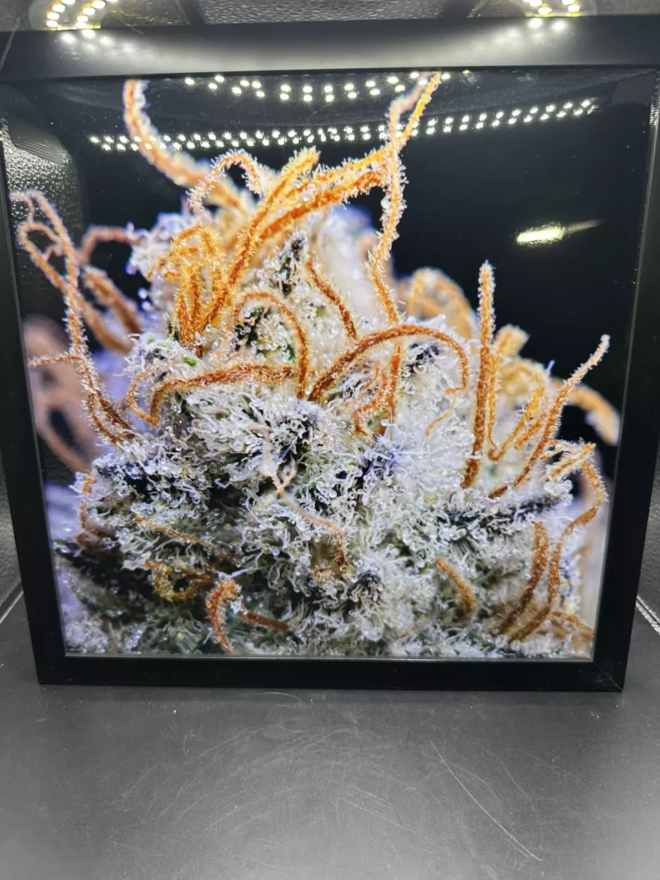 Trichome and Pistils Macro Photography Picture 10.75”x10.75” Frame thumbnail