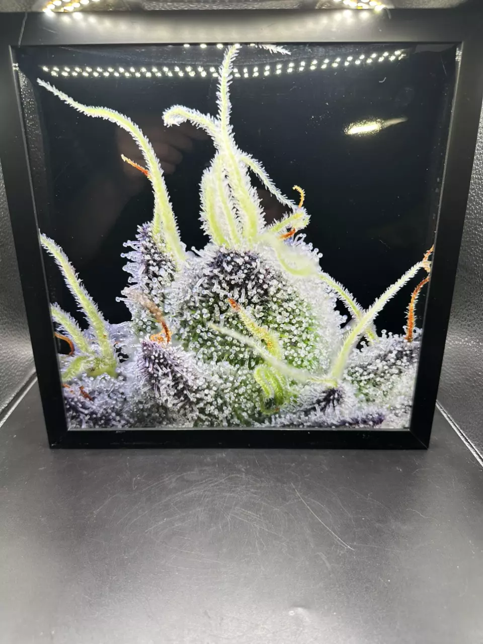 Macro Photo of live plant 10.75”x10.75” Frame thumbnail