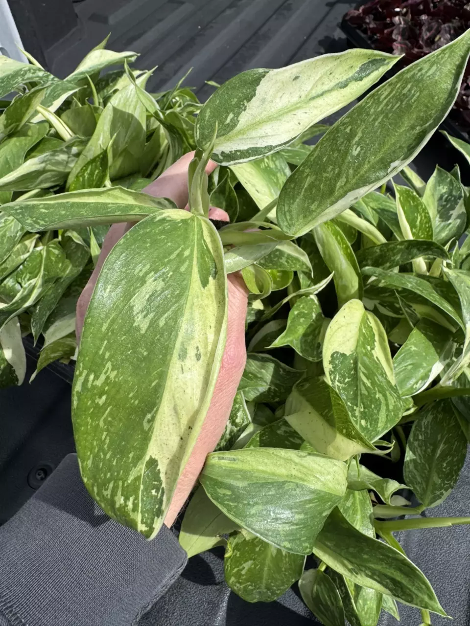 XL Jose buono starter plant growers choice thumbnail