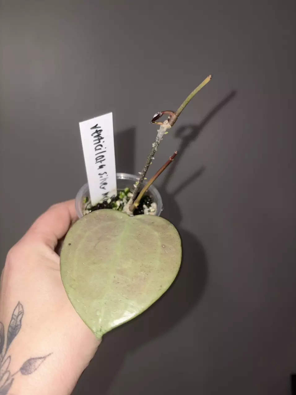 Hoya Verticillata Silver heart thumbnail