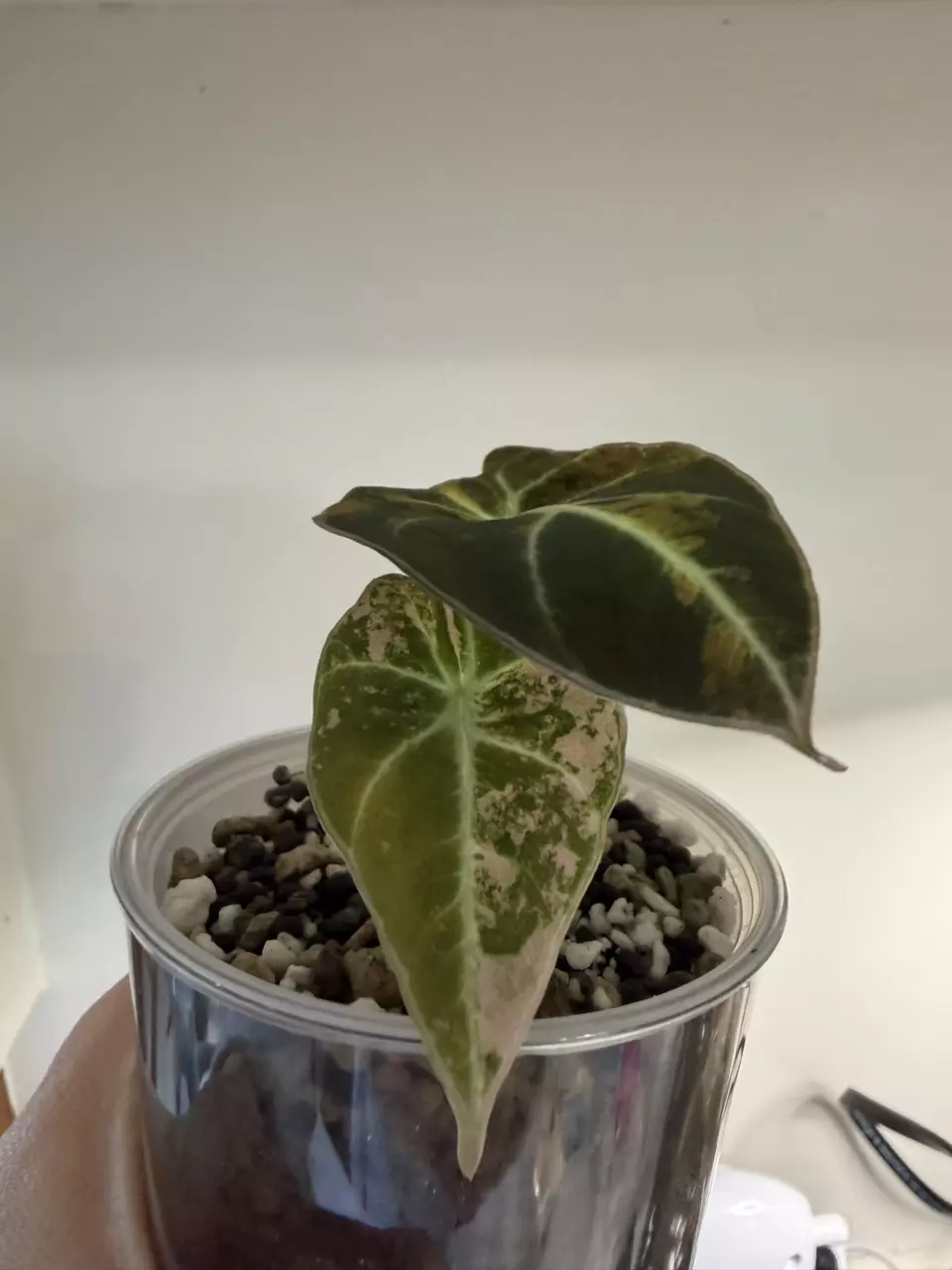 Alocasia Black Velvet Gold Pup!  thumbnail