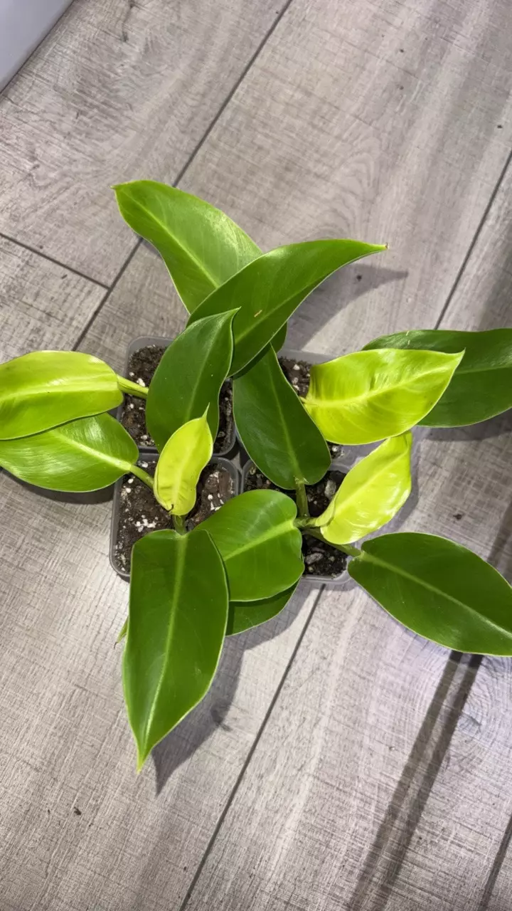 GC- Philodendron Moonlight thumbnail