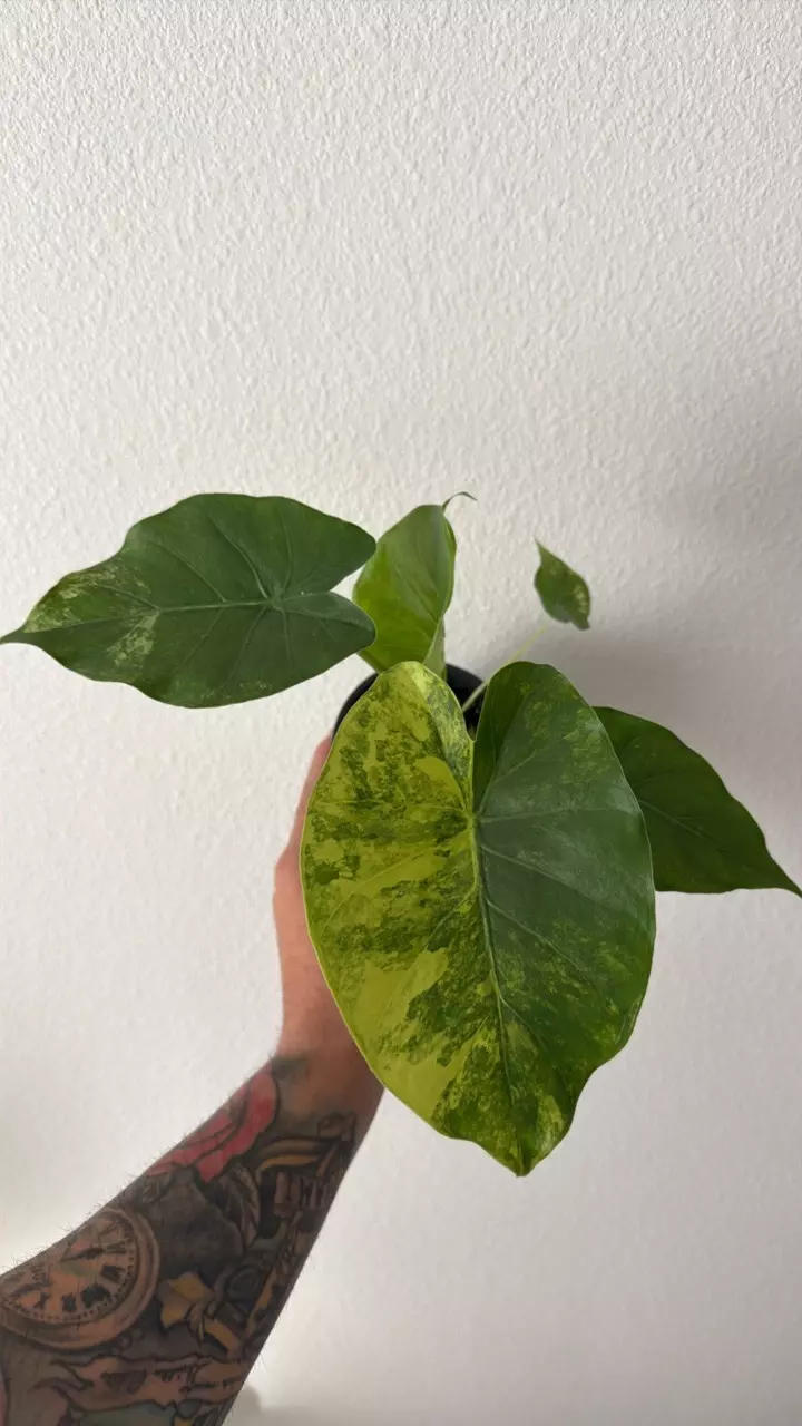 Alocasia Gageana Aurea 4” GC thumbnail