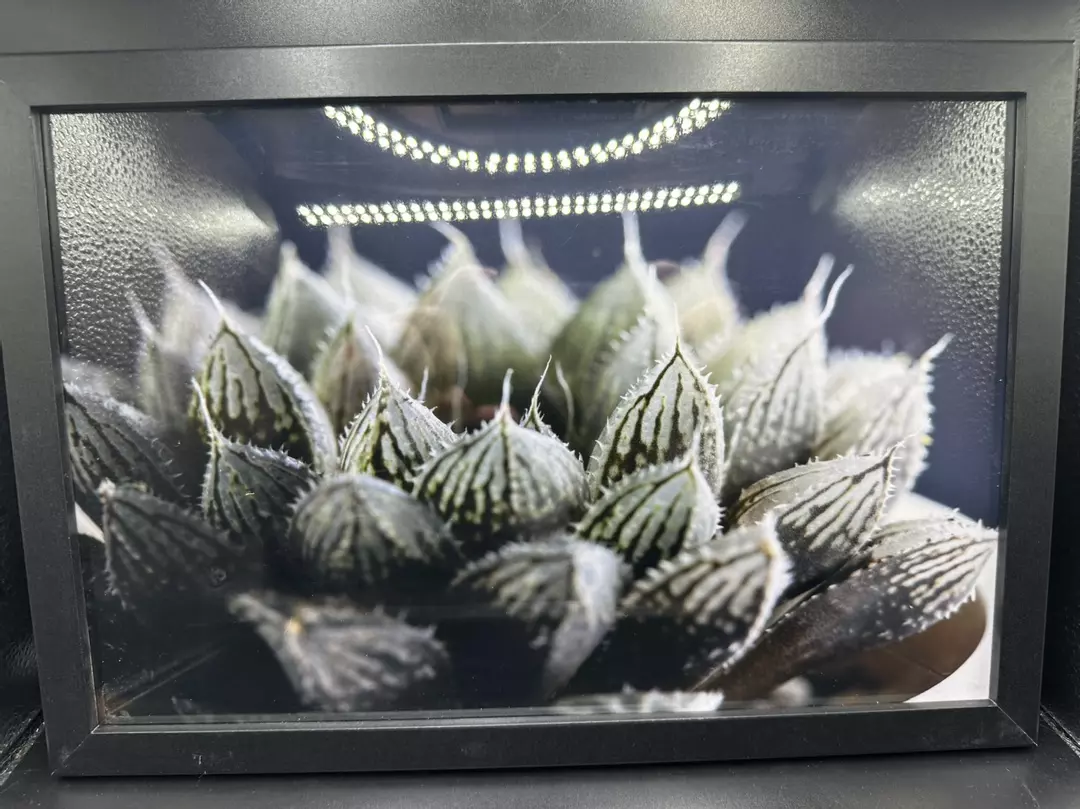 Haworthia Mirrorball Macro Photo w/ frame thumbnail