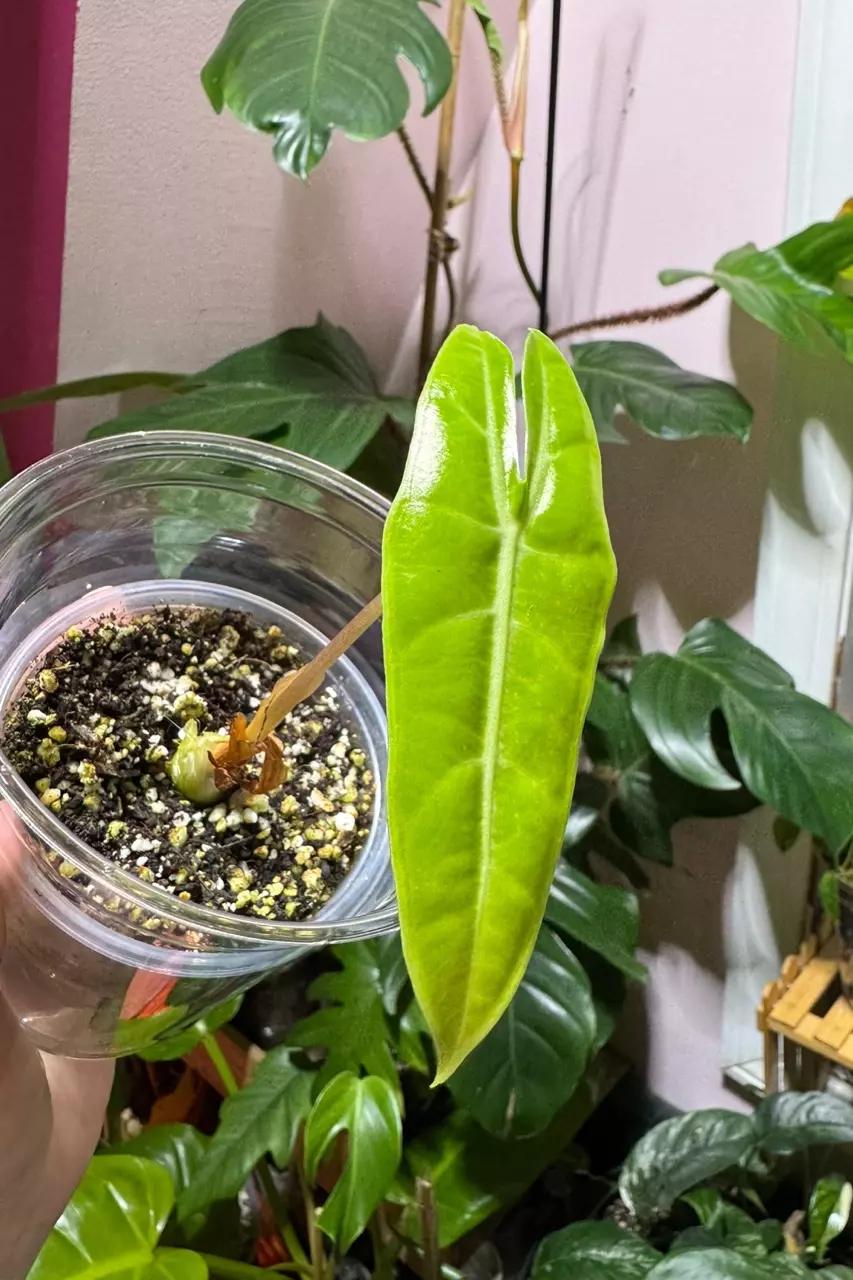 Alocasia Longiloba thumbnail