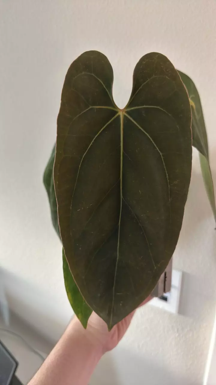 Windy Dress FP2 x Dorito Port thumbnail