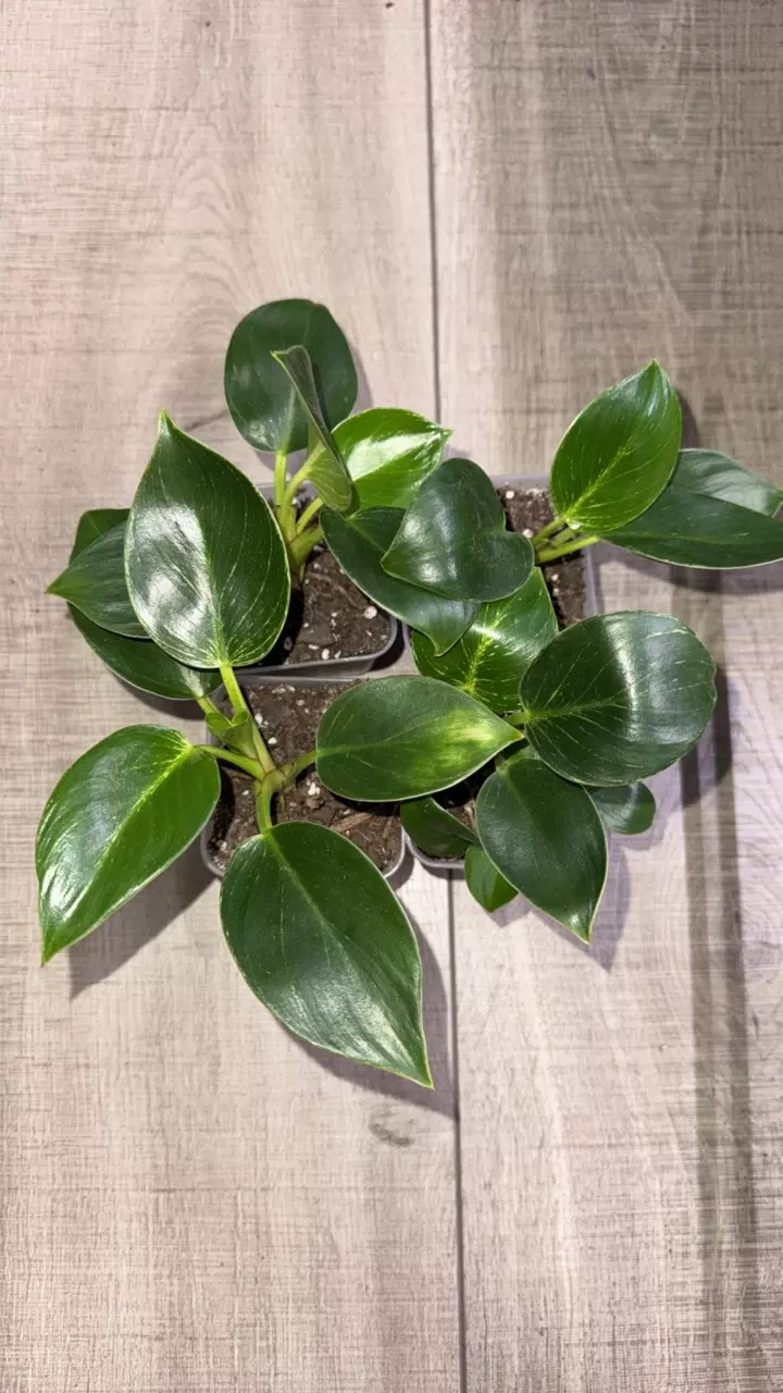 GC- Philodendron Birkin thumbnail