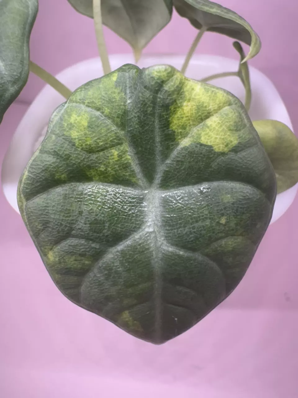 Maharani Aurea Variegated (3rd pic NFS) thumbnail