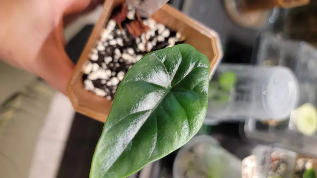Alocasia Sinuata 3' thumbnail