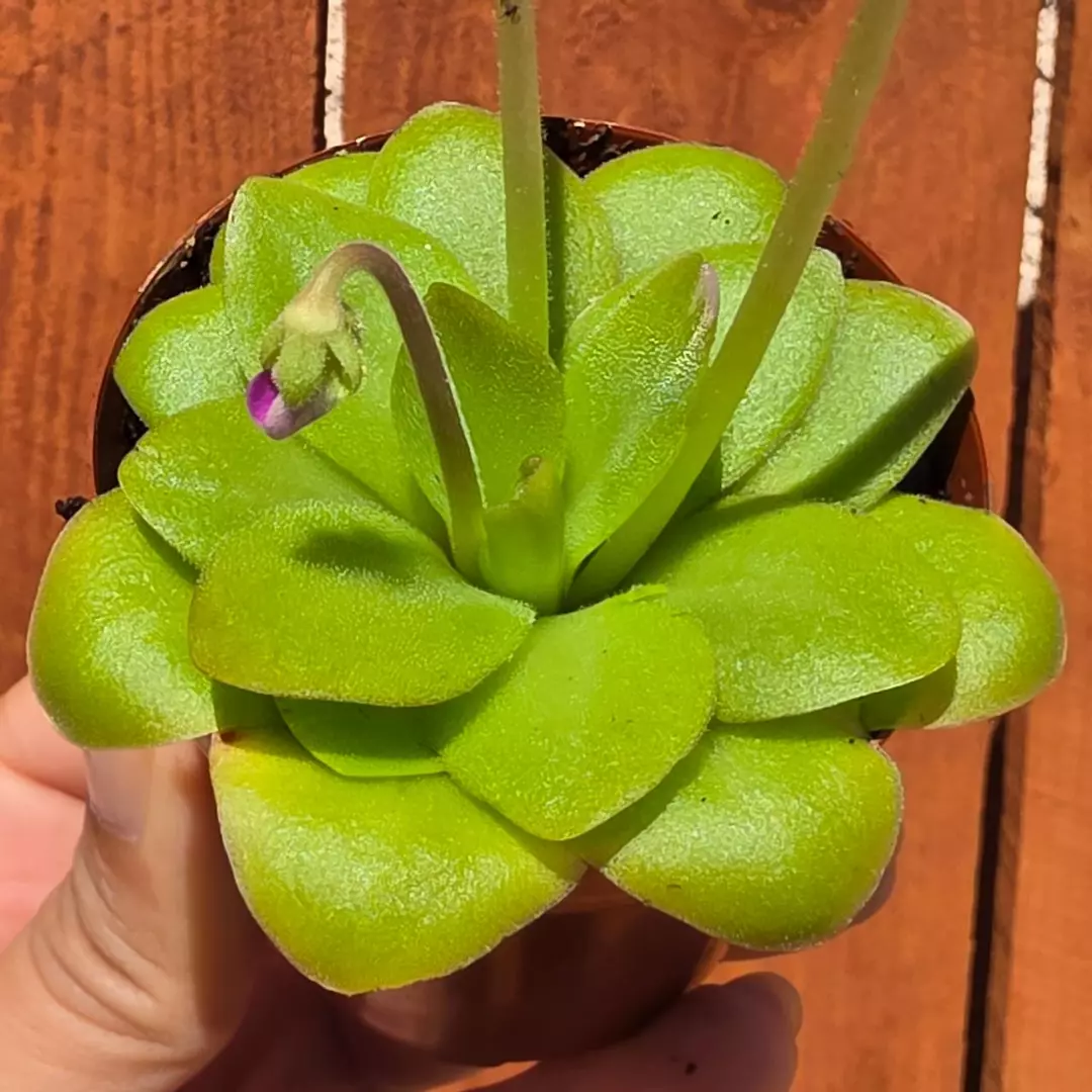 Butterworts (Pinguicula) Plant in 2.5" Pot | Rooted thumbnail